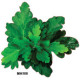Parsley - 1000 Full colour
